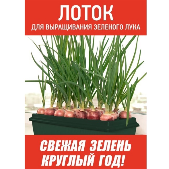 Лоток д/выращивания зелёного лука пластм. 305х160х85мм Зеленый М6715 ЗПИ "Альтернатива" *1/20 Лоток д/выращивания зелёного лука пластм. 305х160х85мм Зеленый М6715 ЗПИ "Альтернатива" *1/20
