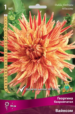 Георгина бахромчатая Вайнсом IК Георгина бахромчатая Вайнсом IК