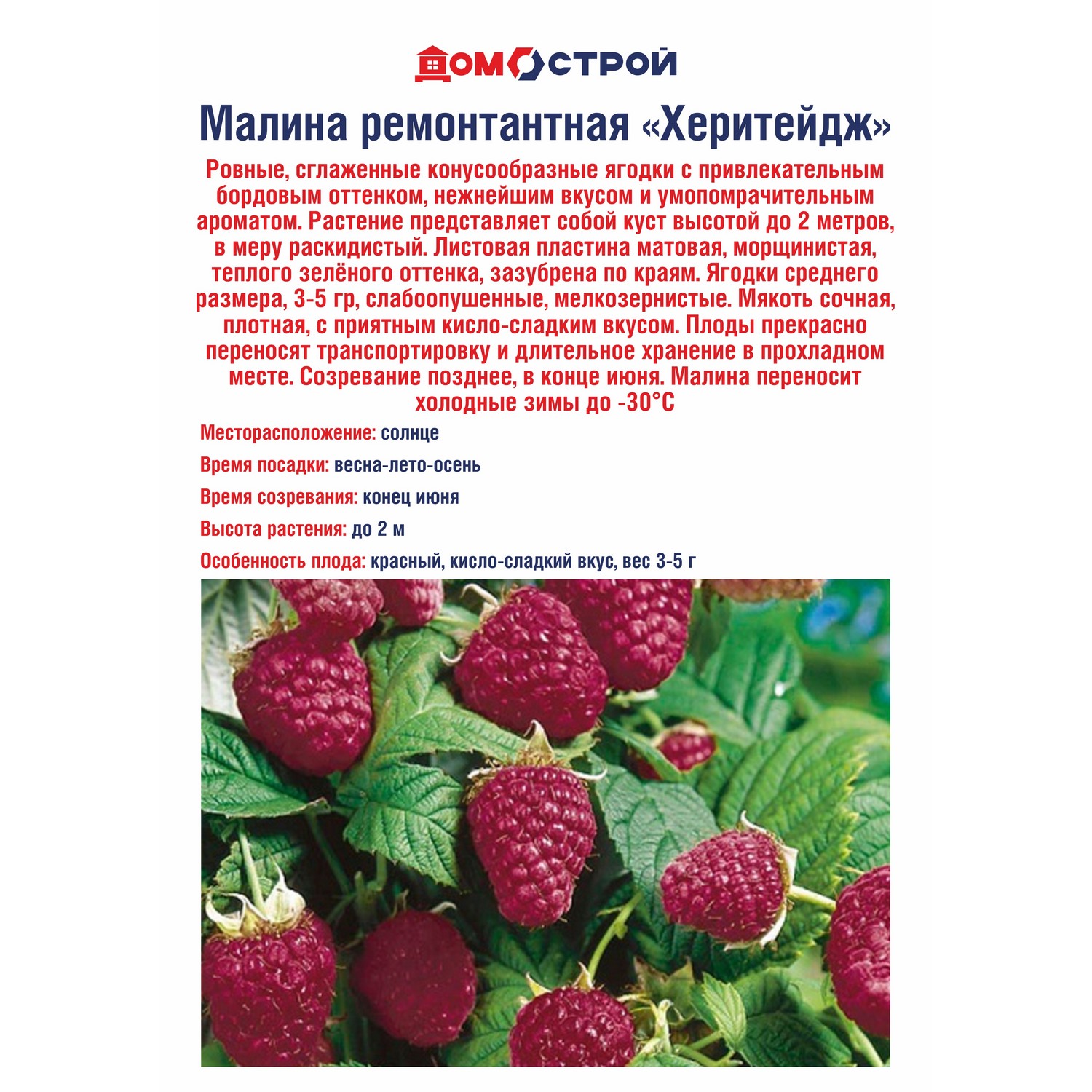 Малина ремонтантная Херитейдж