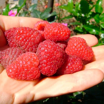 Малина ремонтантная Полана