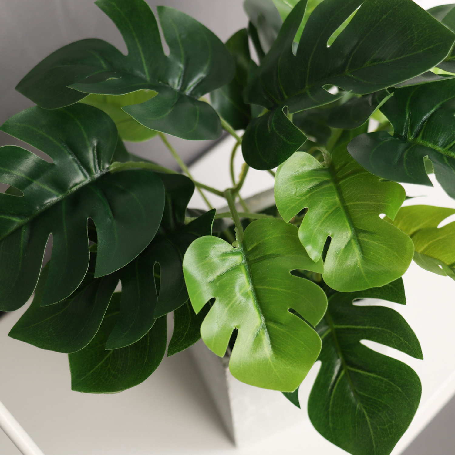 Бонсай в горшке "Монстера галант леди" 19х8 см, зелёный  10697914