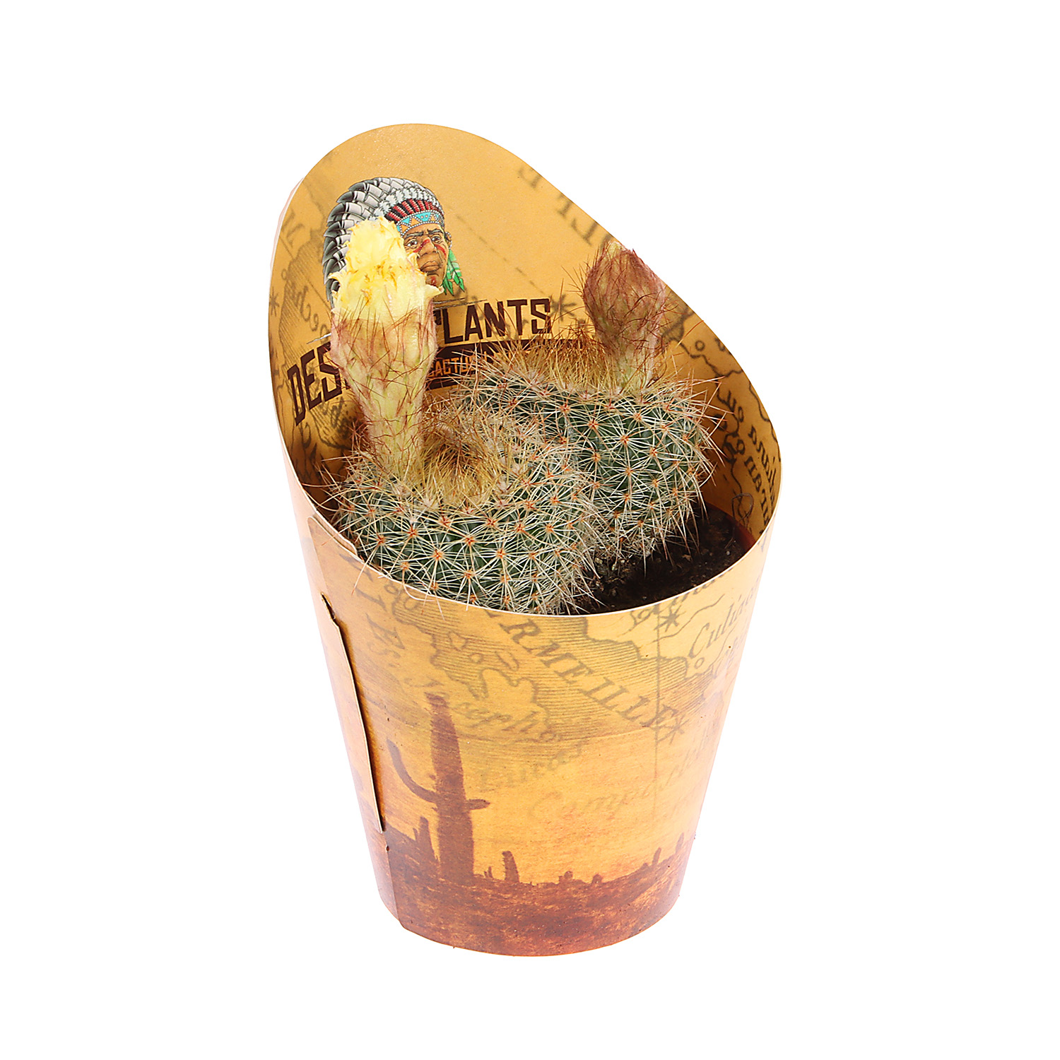 Кактус микс D9 H10* 1/18