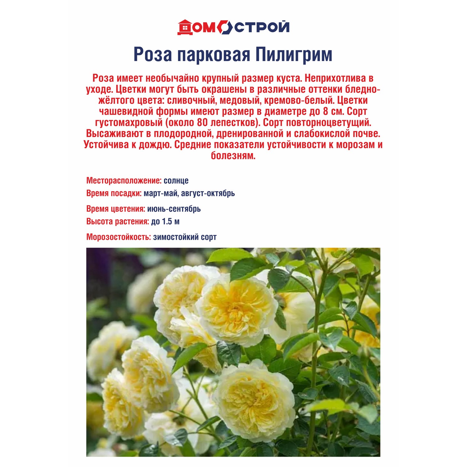 Роза парковая Пилигримм