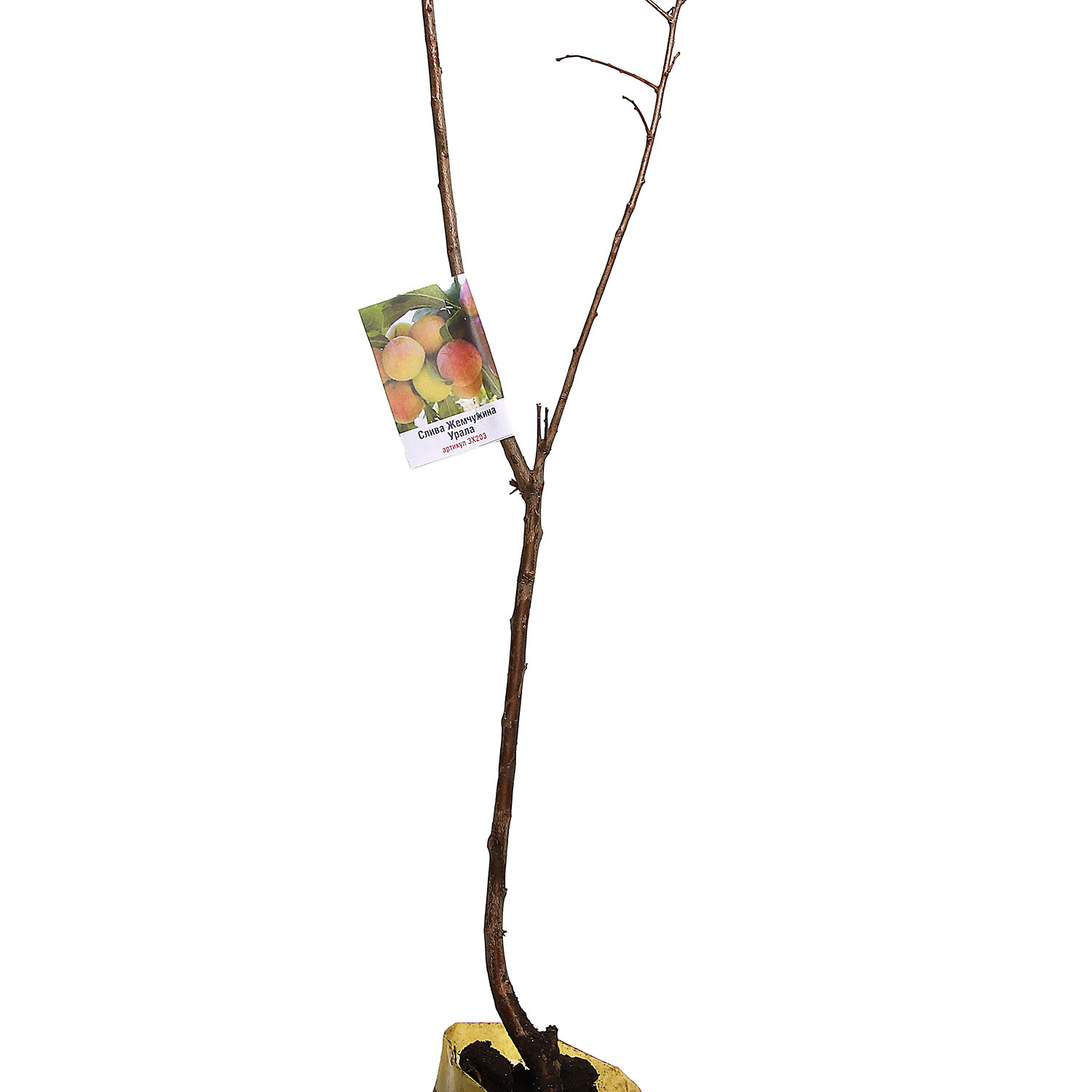 Слива Жемчужина Урала Саженец 2 года Высота саженца   90-110см