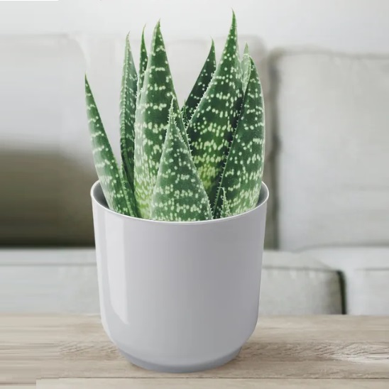 Кашпо пластм. "Дельта" 3,2л d верха 170мм h170мм со вставкой Белый Д17-10 *1/8 Кашпо пластм. "Дельта" 3,2л d верха 170мм h170мм со вставкой Белый Д17-10 *1/8