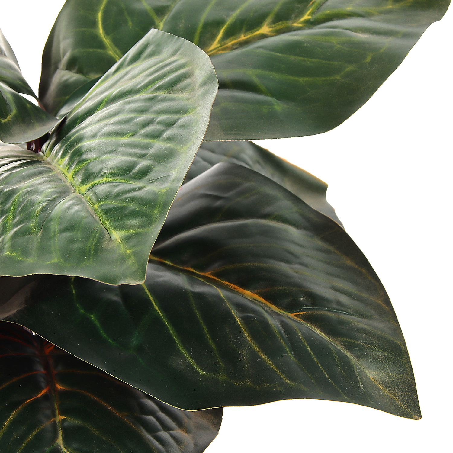 Бонсай в горшке "Алоказия экстра галант" 9,5х26 см   10084585