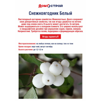 Снежноягодник