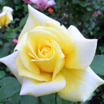 Роза чайногибридная Ландора