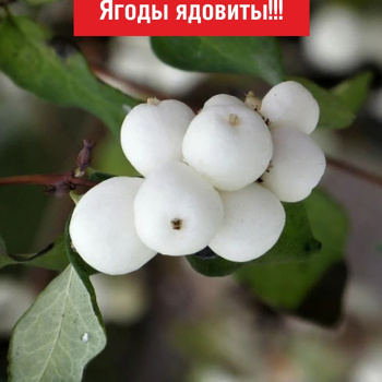 Снежноягодник