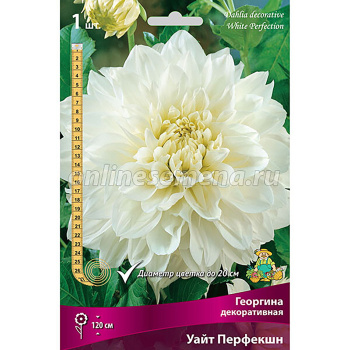 Георгина декоративная Уайт Перфекшн I/К